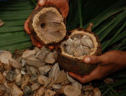 A Company Sourcing Brazil Nuts Creates both Environmental Benefits and Solid Profits